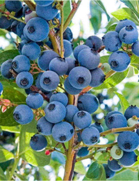 Yaban Mersini ( Blue Berry ) Fidanı Yaban Mersini ( Blue Berry ) Fidanı