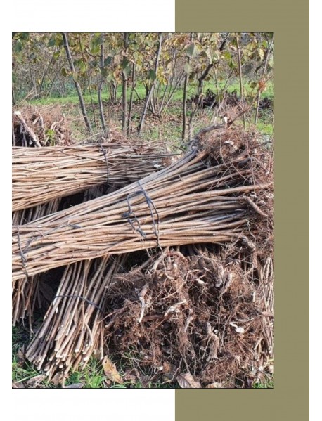 Giresun Yağlı Fındık Fidanı Giresun Yağlı Fındık Fidanı