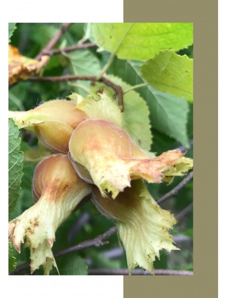 Giresun Yağlı Fındık Fidanı Giresun Yağlı Fındık Fidanı