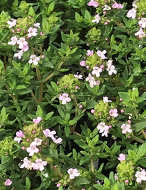 Nadir Fredo Dik Kekik Fidesi (Saksılı) Nadir Fredo Dik Kekik Fidesi (Saksılı)