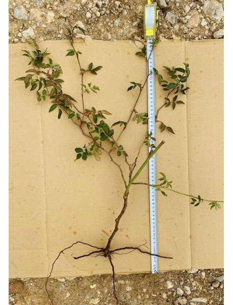 Kuşburnu Fidanı (50 Adet)