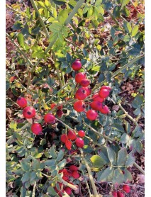 Kuşburnu Fidanı (50 Adet)