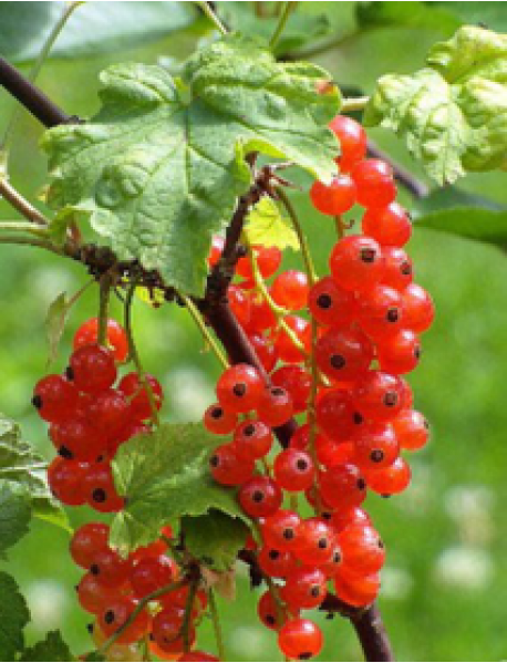 Kırmızı Frenk Üzümü Fidanı Kırmızı Frenk Üzümü Fidanı