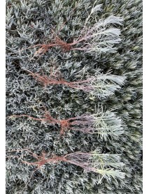 Lavanta Fidesi (100 Adet)