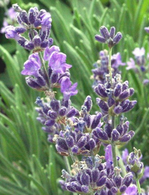 Lavanta Fidesi (Saksılı) Lavanta Fidesi (Saksılı)