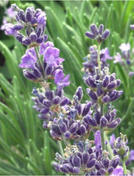 Lavanta Fidesi (Saksılı)