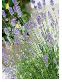 Lavanta Fidesi (100 Adet)