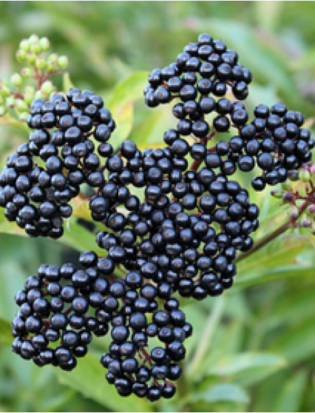 Kara Mürver (Sambucus nigra) Fidanı Kara Mürver (Sambucus nigra) Fidanı