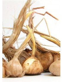 Safran Fidesi (100 Adet)