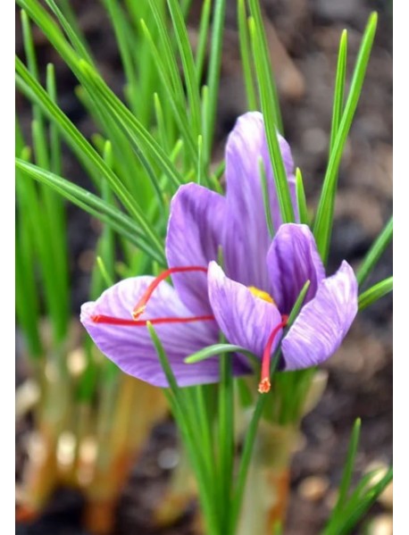 Safran Fidesi (100 Adet) Safran Fidesi (100 Adet)