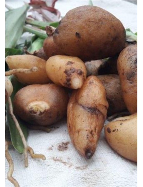 Salep Fidesi (100 Adet)