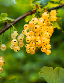 Sarı Frenk Üzümü Fidanı Sarı Frenk Üzümü Fidanı