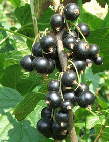 Siyah Frenk Üzümü Fidanı Siyah Frenk Üzümü Fidanı