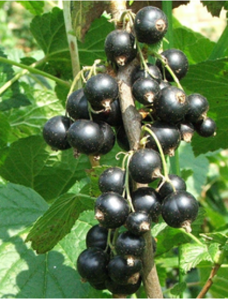 Siyah Frenk Üzümü Fidanı Siyah Frenk Üzümü Fidanı